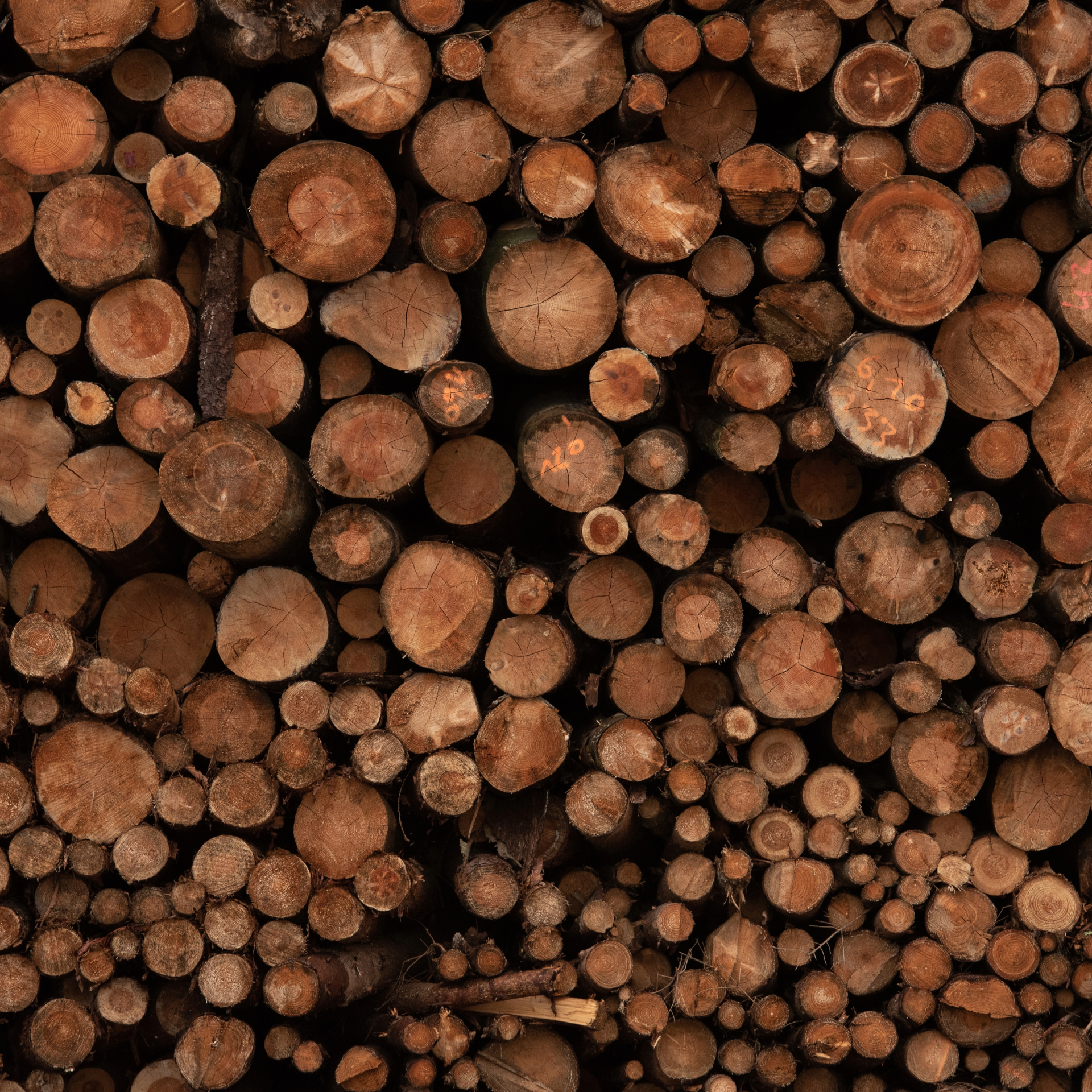 ¿Cómo se Asegura la Sostenibilidad en el Uso de Madera para la Construcción?